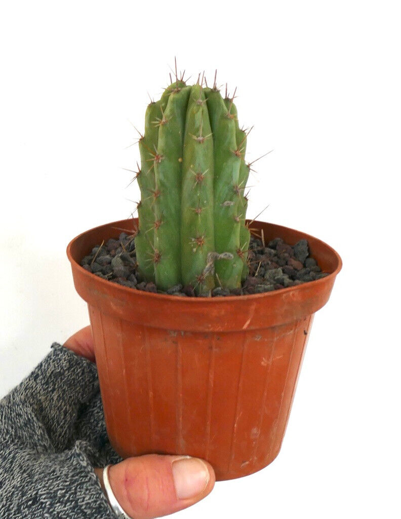 Cereus sp. small green succulent cactus with prominent spines in terracotta pot