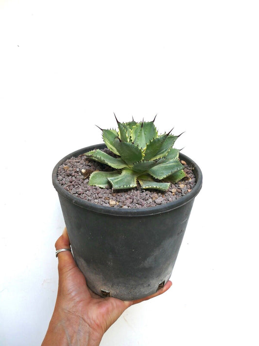 Agave isthmensis cv DELAWARE compact succulent with thick spiny leaves in black pot