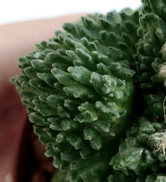 Ariocarpus cv GODZILLA CLONE succulent cactus with dense, textured green tubercles close-up