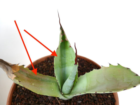 Agave bovicornuta X Agave utahensis succulenta con foglie verdi spesse e spine appuntite rossastre