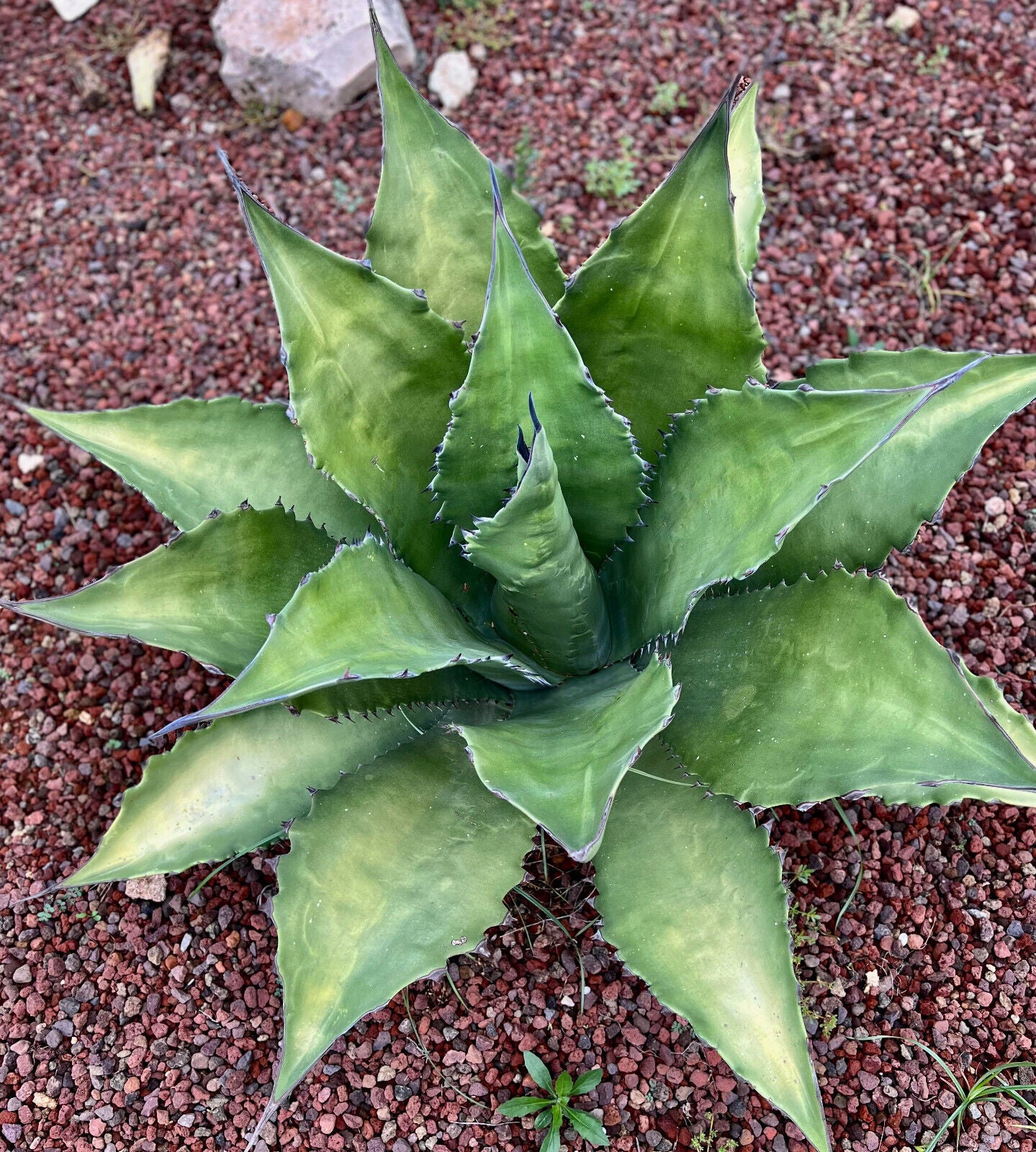 Agave ferox | Unique Plant for Sale