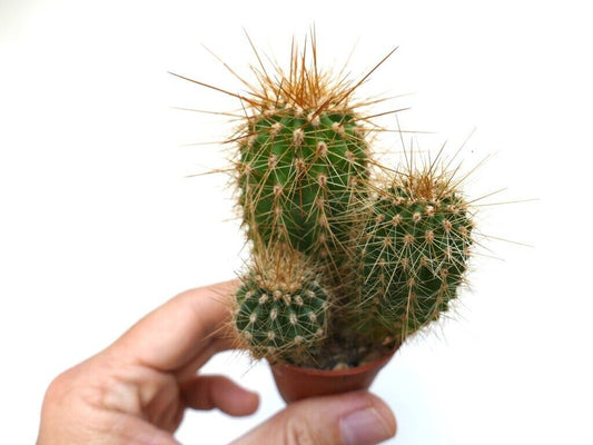 Cereus atacamensis small green cactus with long golden spines in a pot held by hand