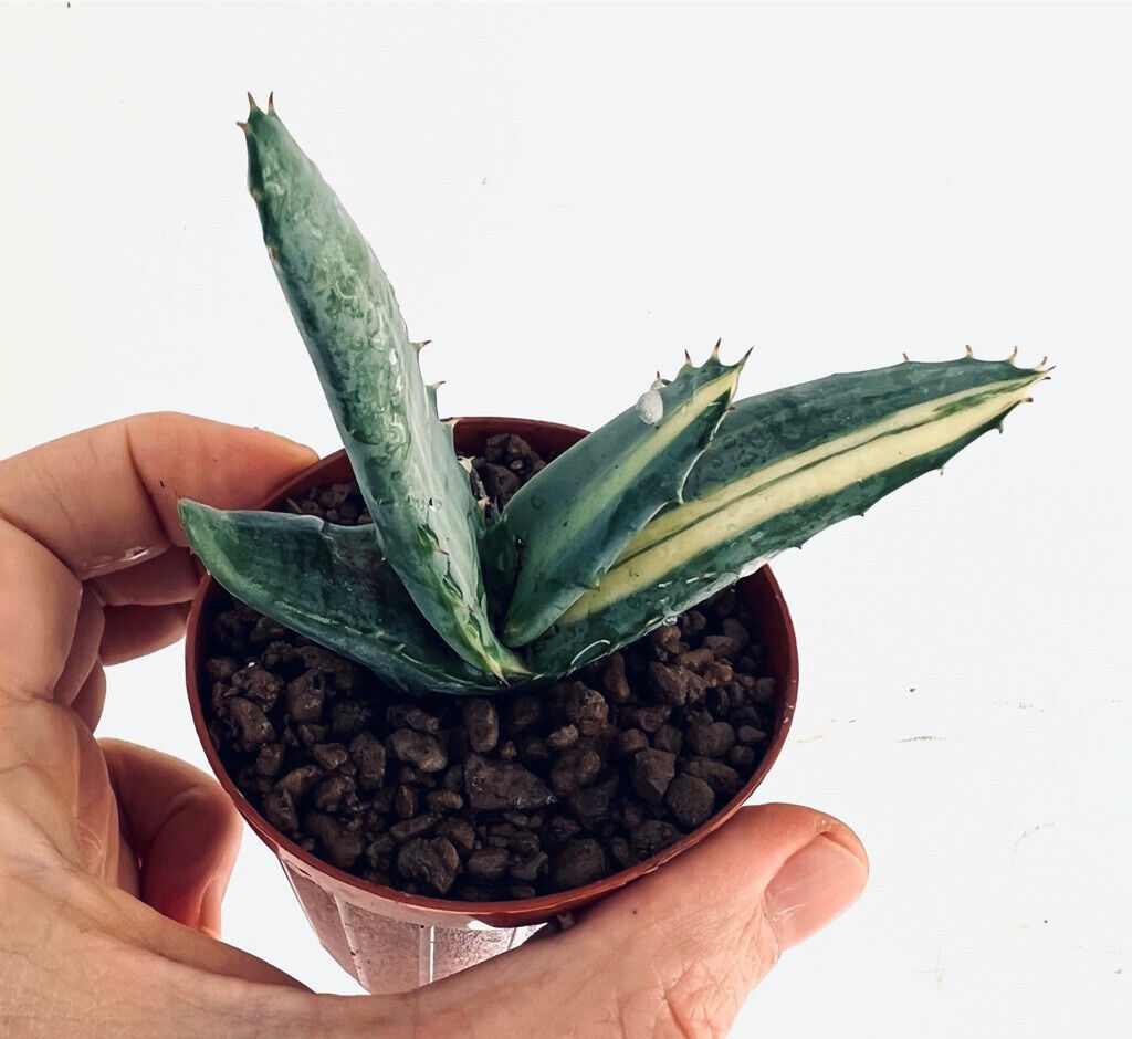 ALOE FEROX VAR. MARLOTHII succulent with thick variegated leaves and small spines in pot