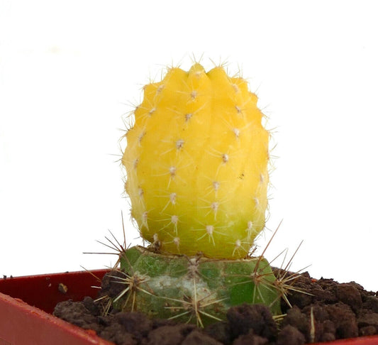 Matucana polzii yellow grafted cactus with small white spines and green base in pot