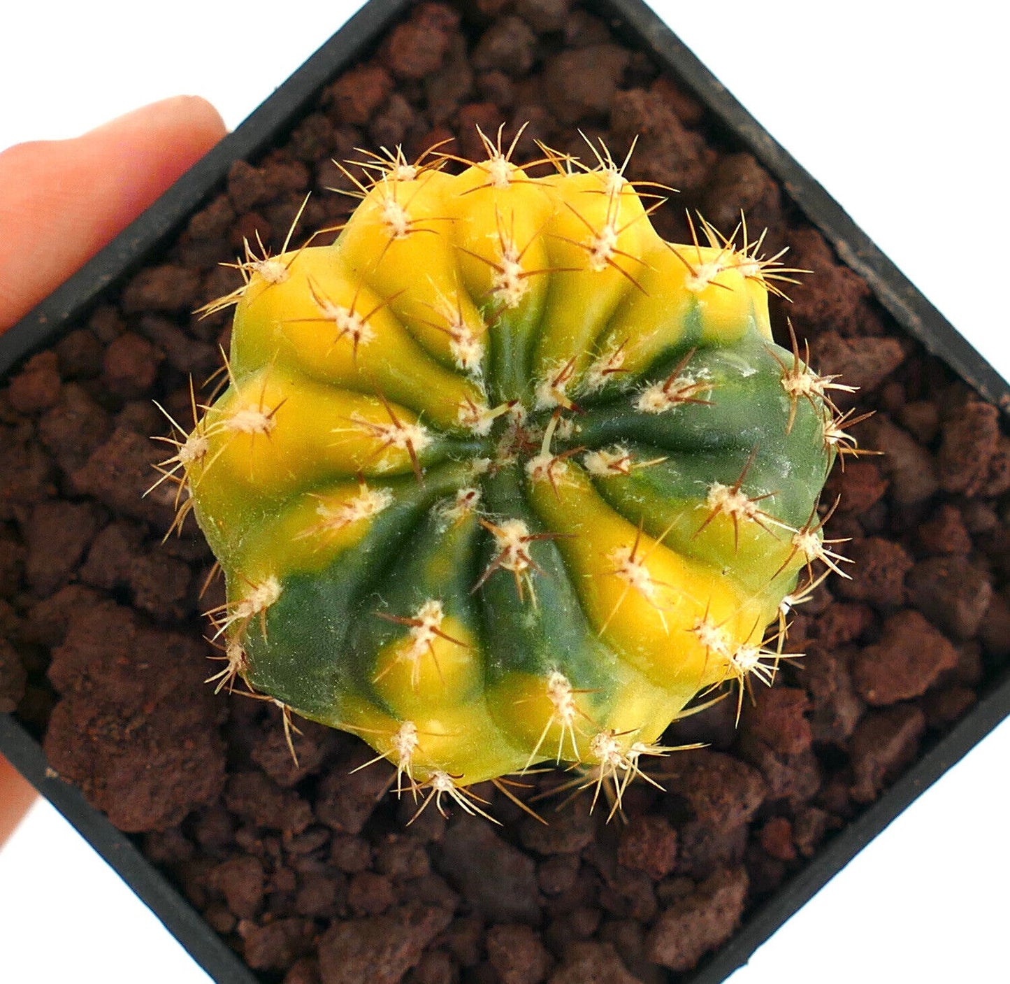 Matucana polzii liten variegerte kaktus med gule og grønne ribber og skarpe pigger