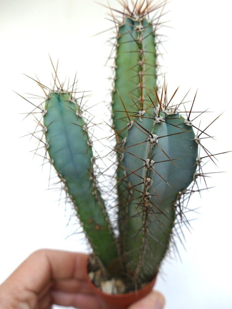 Cereus forbesii succulent cactus with tall green stems and sharp brown spines