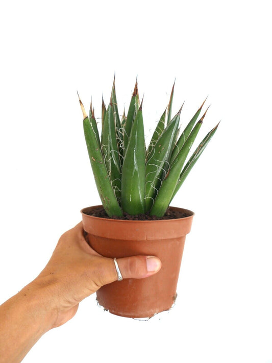 Agave schidigera succulent with sharp spines and curly white filaments in terracotta pot
