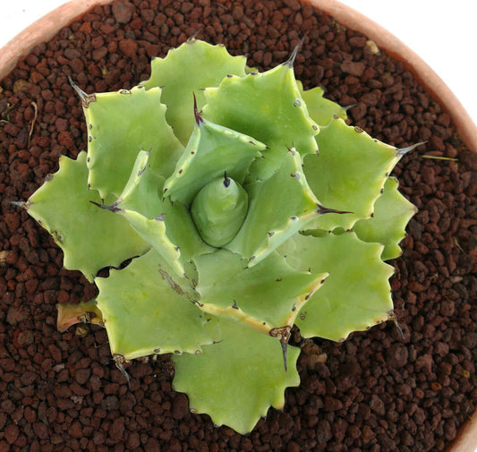 Agave potatorum cv "PETER PAN" succulent with broad green leaves and sharp dark spines in pot