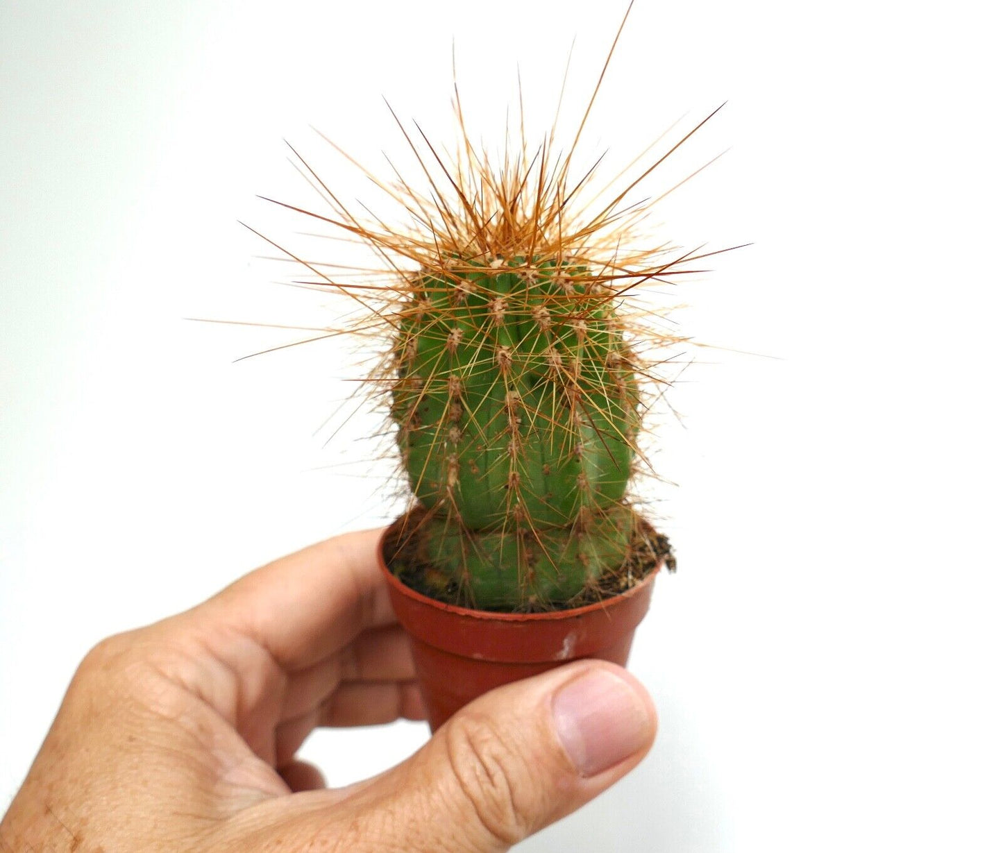 Cereus atacamensis petit cactus vert avec de longues épines brunes pointues dans un pot