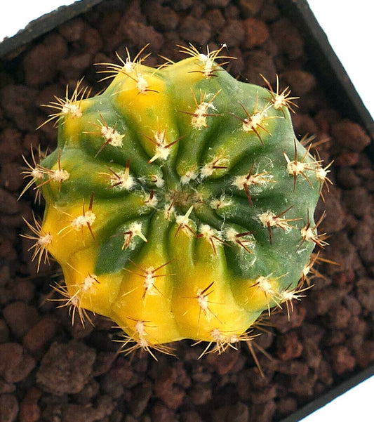 Matucana polzii variegated succulent cactus with yellow and green ribbed body and sharp spines