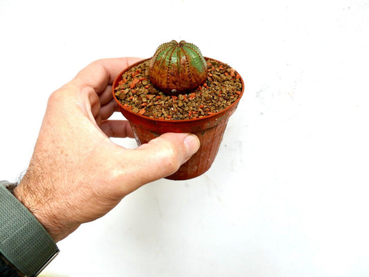 Euporbia obesa small round succulent cactus with green and brown textured ridges in pot