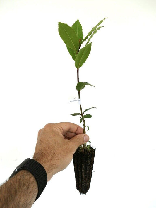 Laurus nobilis young seedling with green lance-shaped leaves and visible root system