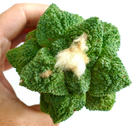 Ariocarpus bravoanus x Ariocarpus cv succulent green cactus with textured tubercles and white woolly center