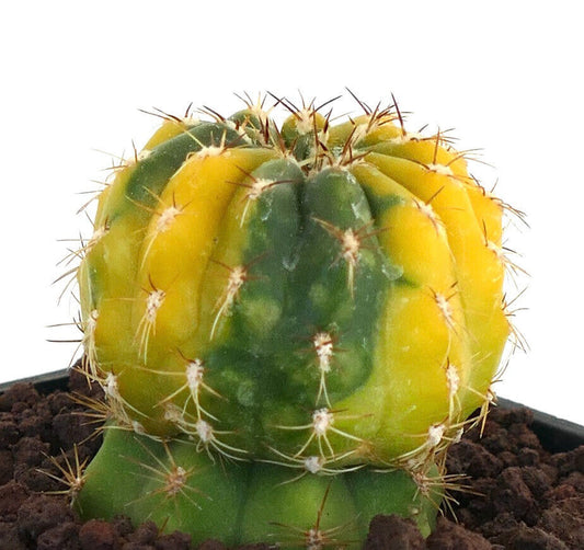 Matucana polzii rare variegated cactus with yellow and green ribbed body and sharp spines