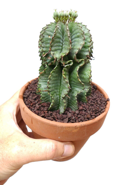 Euphorbia horrida succulent cactus with ribbed green stems and small spines in terracotta pot
