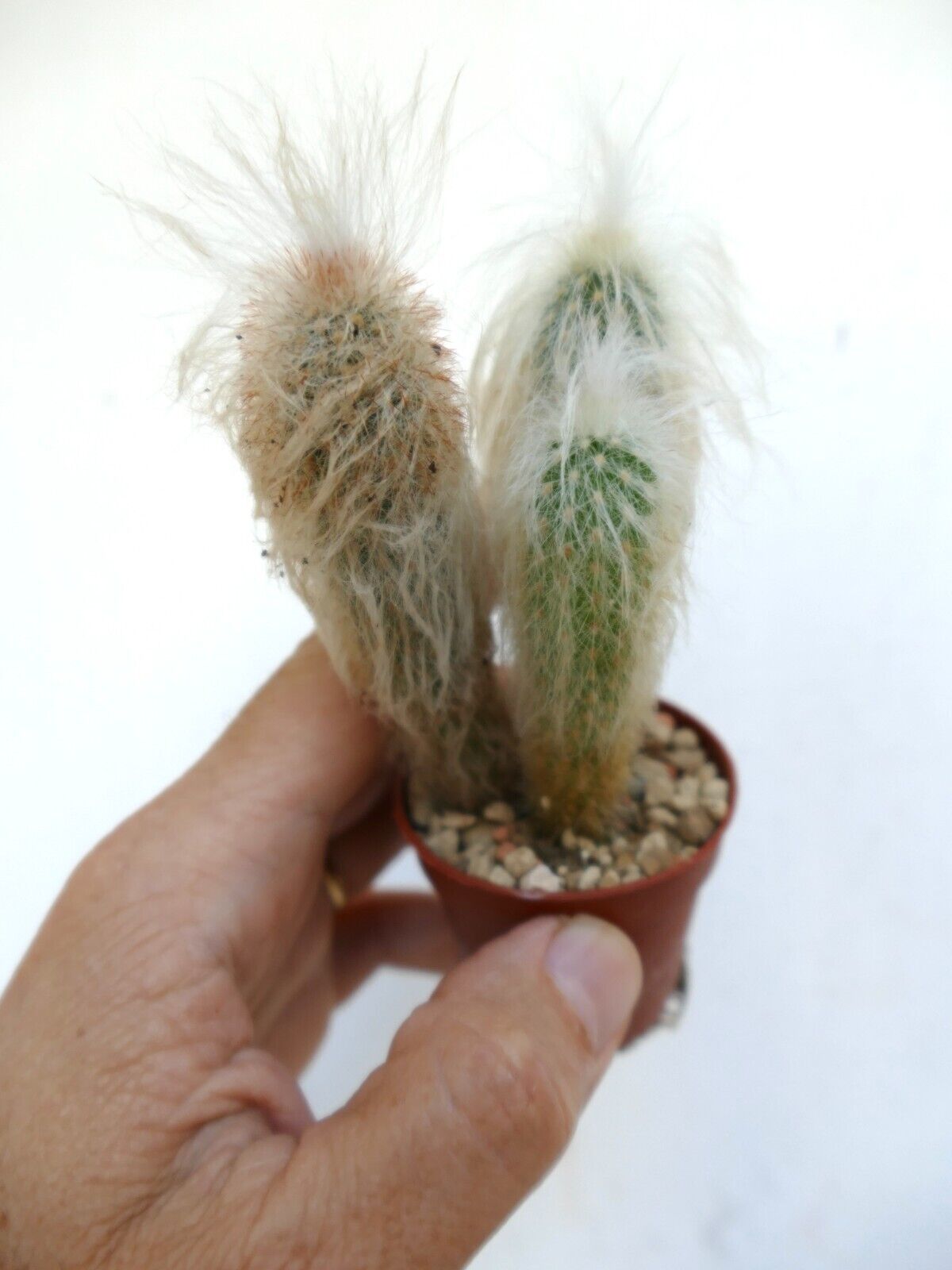 Oreocereus lanatus small succulent cactus with dense white woolly spines in a pot