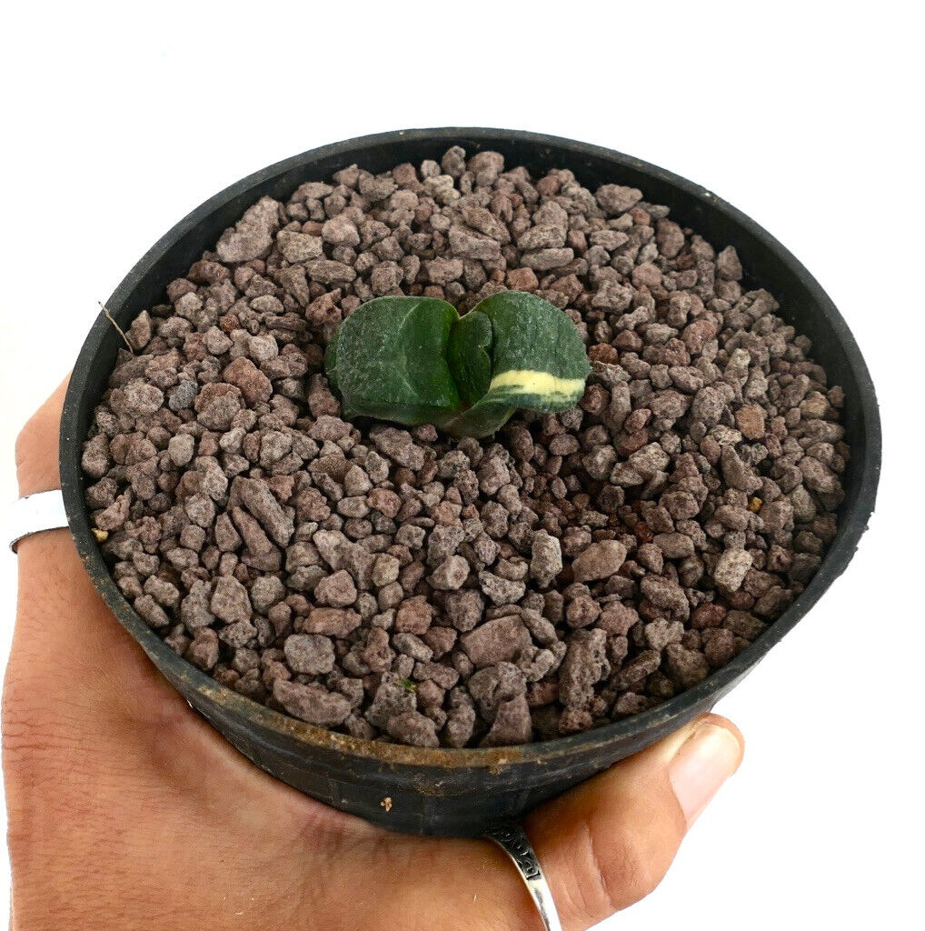 Gasteria armstrongii variegated succulent with thick green leaves and creamy stripe in small pot