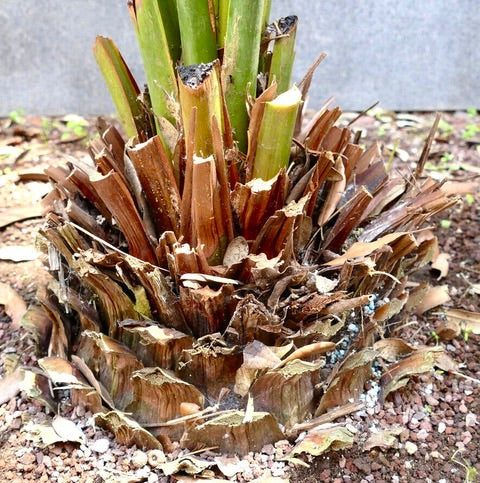 Macrozamia mountperriensis caudex with thick woody base and emerging green shoots