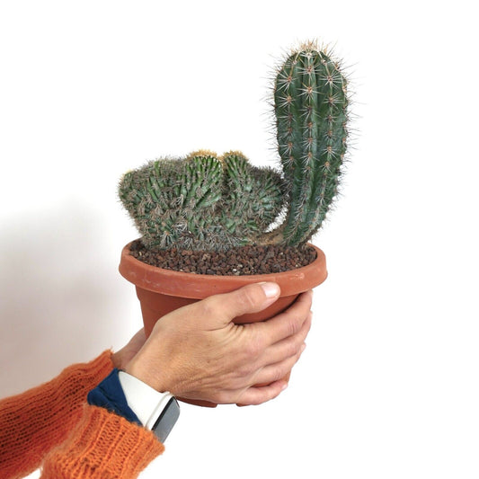 Pachycereus pringlei rare cactus with crested and normal upright green stems and spines