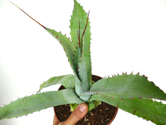 Agave nussaviorum X Agave utahensis RQ7 succulent with broad blue-green leaves and sharp brown spines