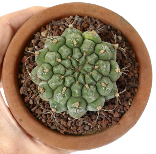 Gymnocalycium saglionis rare succulent cactus with distinct tubercles and sparse spines in terracotta pot