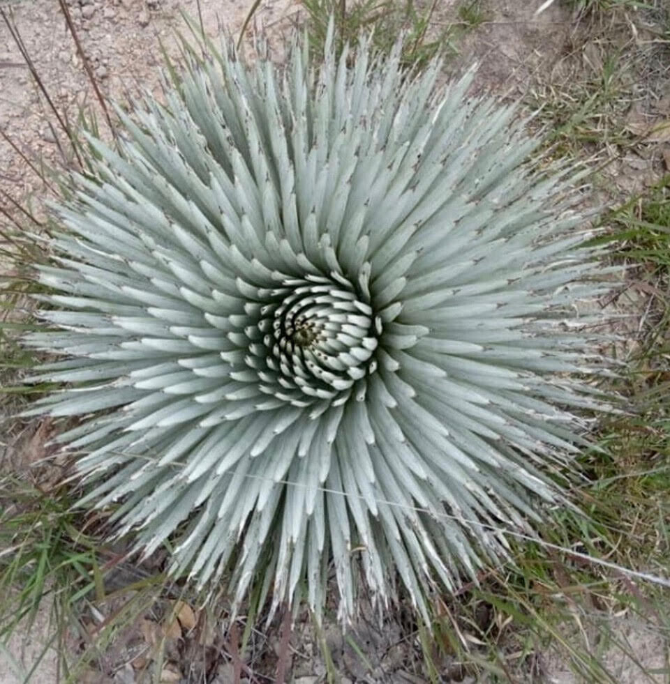 Agave rzedowskiana symmetrical rosette with spiky blue-gray succulent leaves outdoors