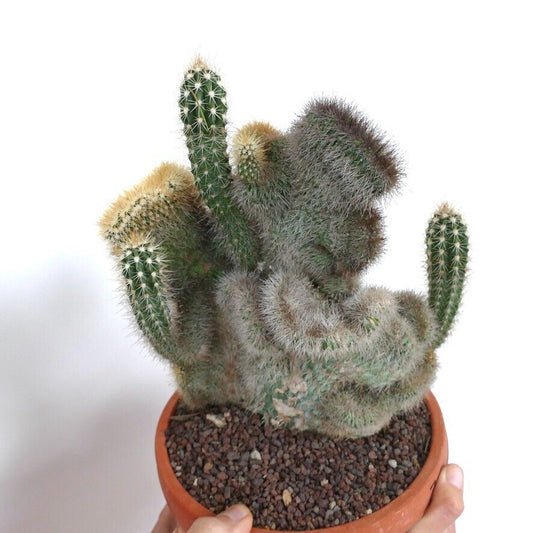 Pachycereus pringlei rare crested cactus with dense white spines in terracotta pot