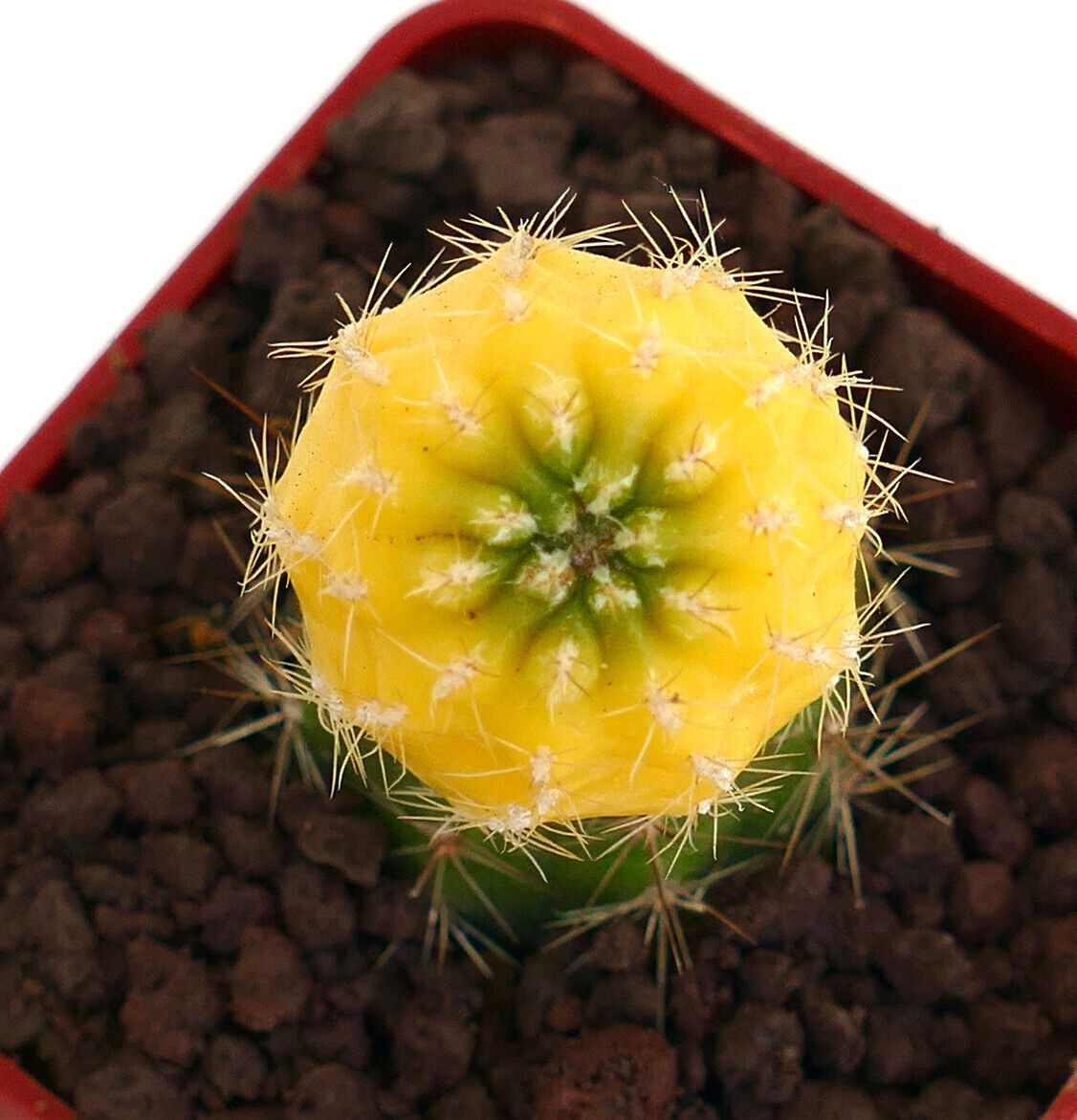 Petit cactus variegata Matucana polzii avec sommet jaune et épines blanches dans le sol