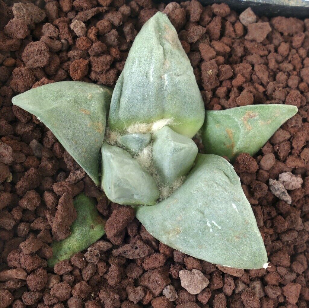 Ariocarpus retusus, cactus succulento con foglie spesse a forma triangolare e centro lanuginoso