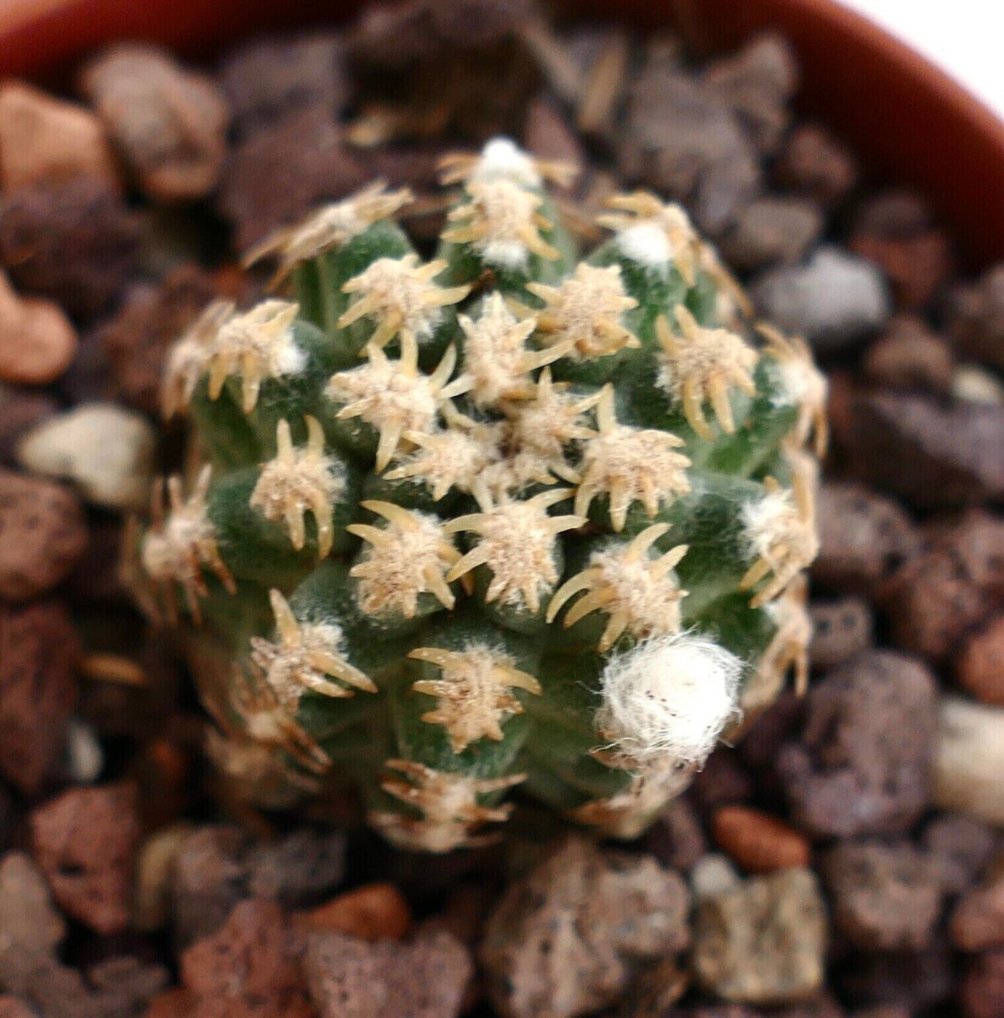 Pediocactus peeblesianus small green cactus with white woolly areoles and short spines
