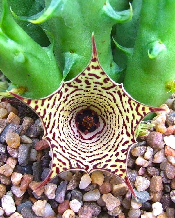 Huernia macrocarpa hareghensis succulent with star-shaped yellow and maroon patterned flower