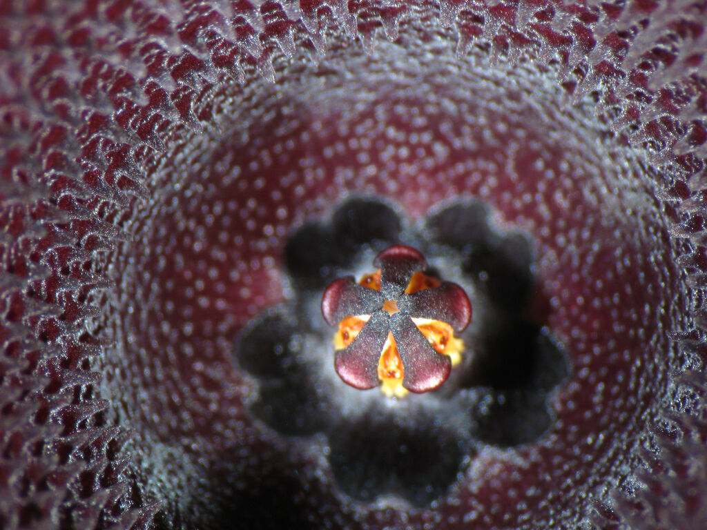 Huernia keniensis close-up of rare dark purple succulent flower with textured surface