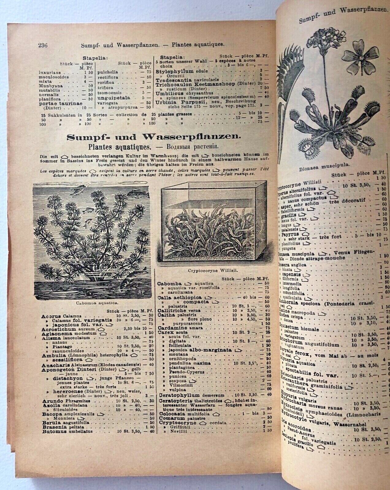Haage & Schmidt 1913 Catalogue De Graines Et Plantes