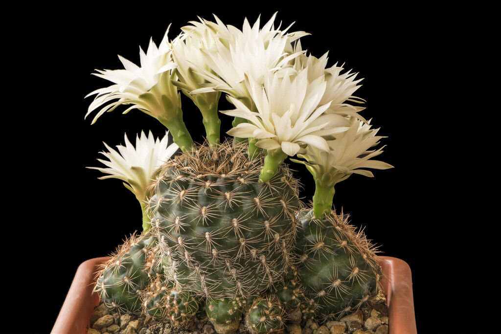 Gymnocalycium mesopotamicum cactus with green spiny body and large white flowers blooming