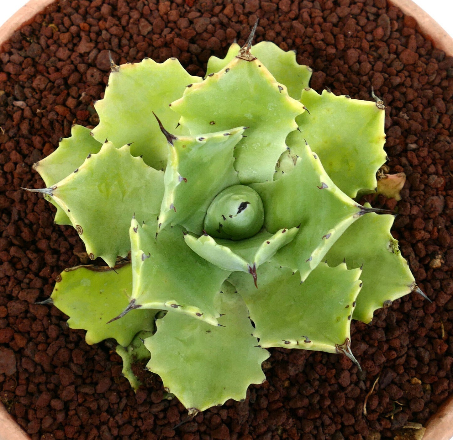 Agave potatorum cv "PETER PAN" succulent with thick pale green leaves and sharp spines