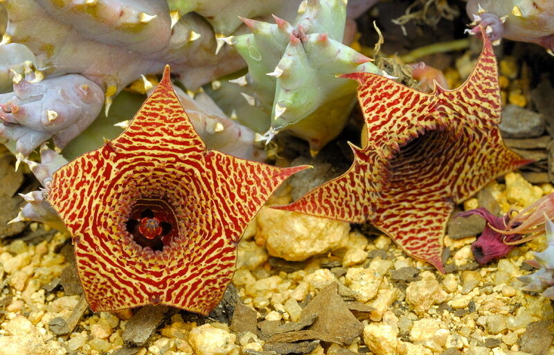 Huernia loeseneriana rara succulenta con fiori a forma di stella con motivi rossi e gialli