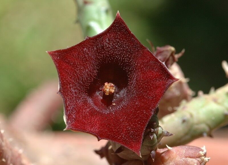 Huernia aspera dark red star-shaped succulent flower with textured surface and small spines