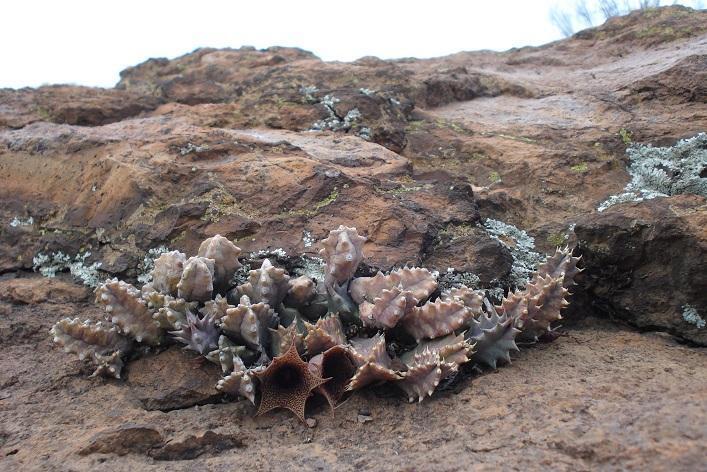 Huernia loeseneriana succulent with star-shaped, spiny, brownish flowers growing on rocky terrain