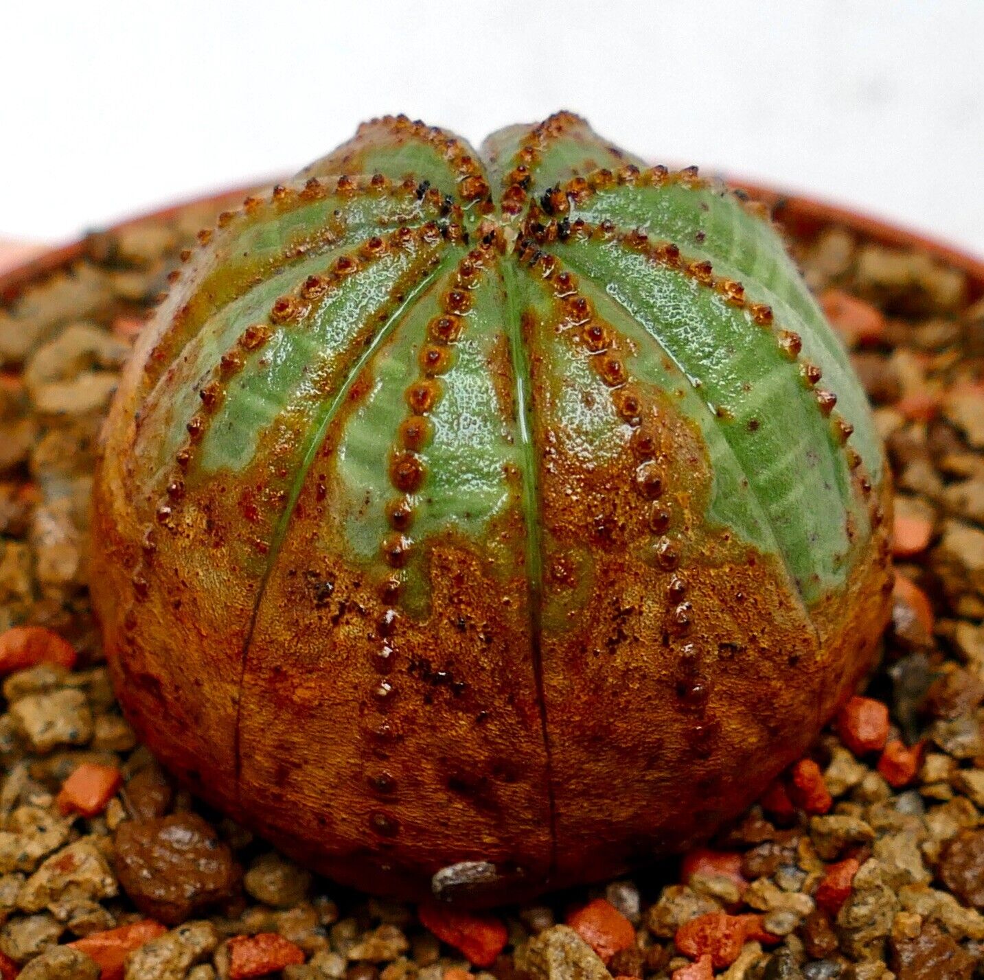 Euporbia obesa Sukkulente mit rundlicher Form und grün-brauner, strukturierter Oberfläche