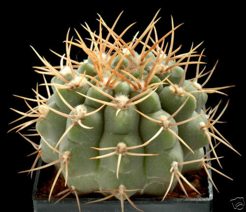 Gymnocalycium hossei succulent cactus with thick green body and long yellow spines