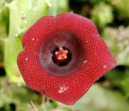 Huernia macrocarpa succulent with deep red star-shaped textured flower and green fleshy stems