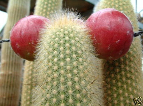 Haageocereus salmonoides rare cactus with dense spines and bright red fruit pods