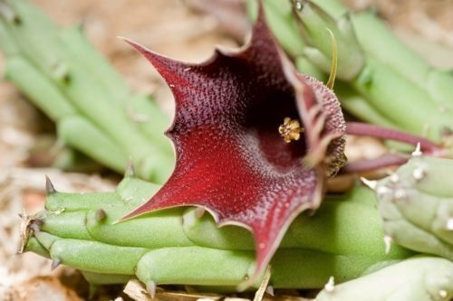 Huernia aspera succulent with star-shaped dark red flower and green fleshy stems