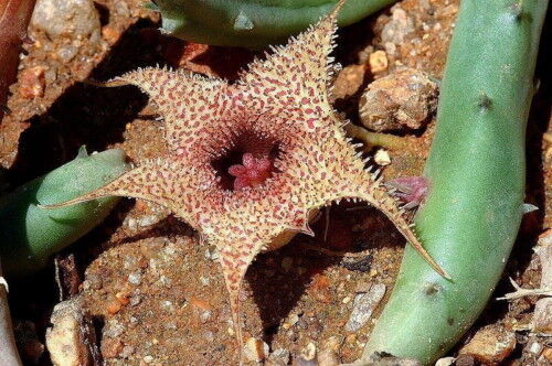 Huernia archeri succulent with star-shaped speckled flower and fleshy green stems