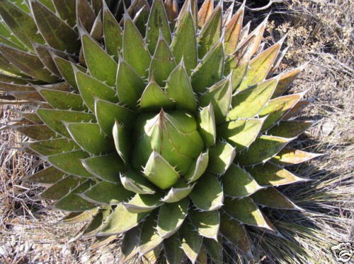 Agave Purpusorum - A 2024 Collector's Choice Plant