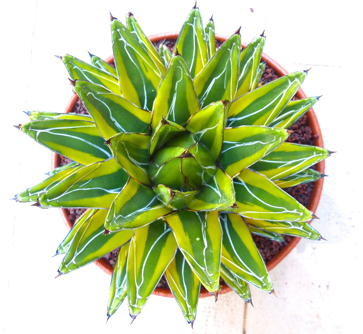 Agave victoriae-reginae variegated medium size plant