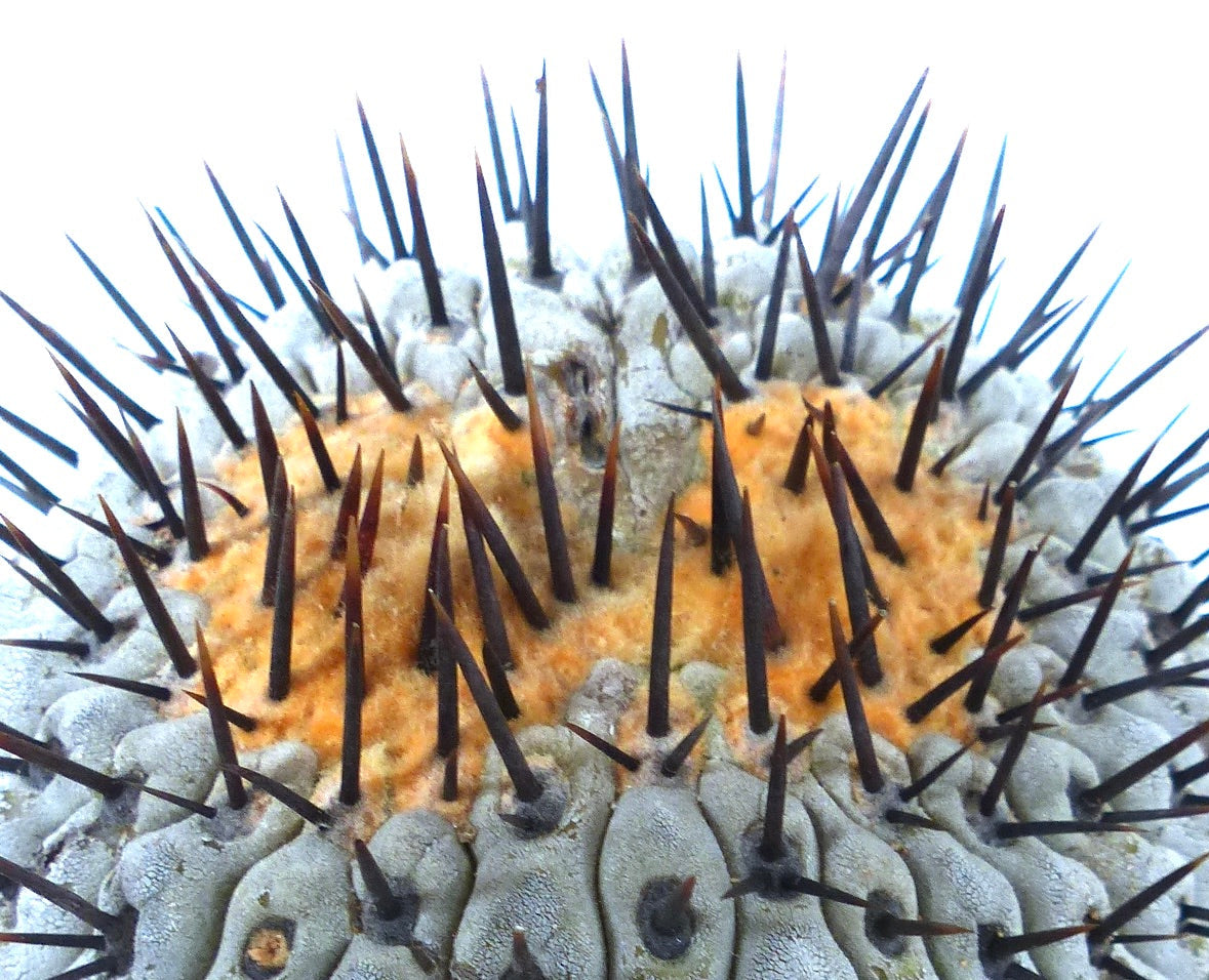 Gruppo di esemplari antichi di Copiapoa