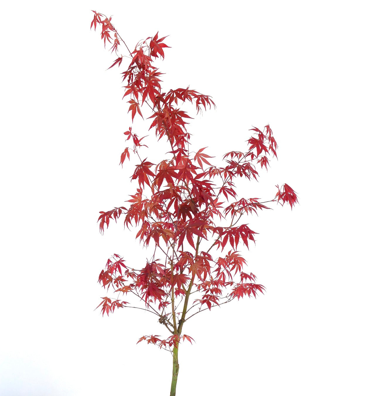 Acer palmatum cultivar con foglie rosse
