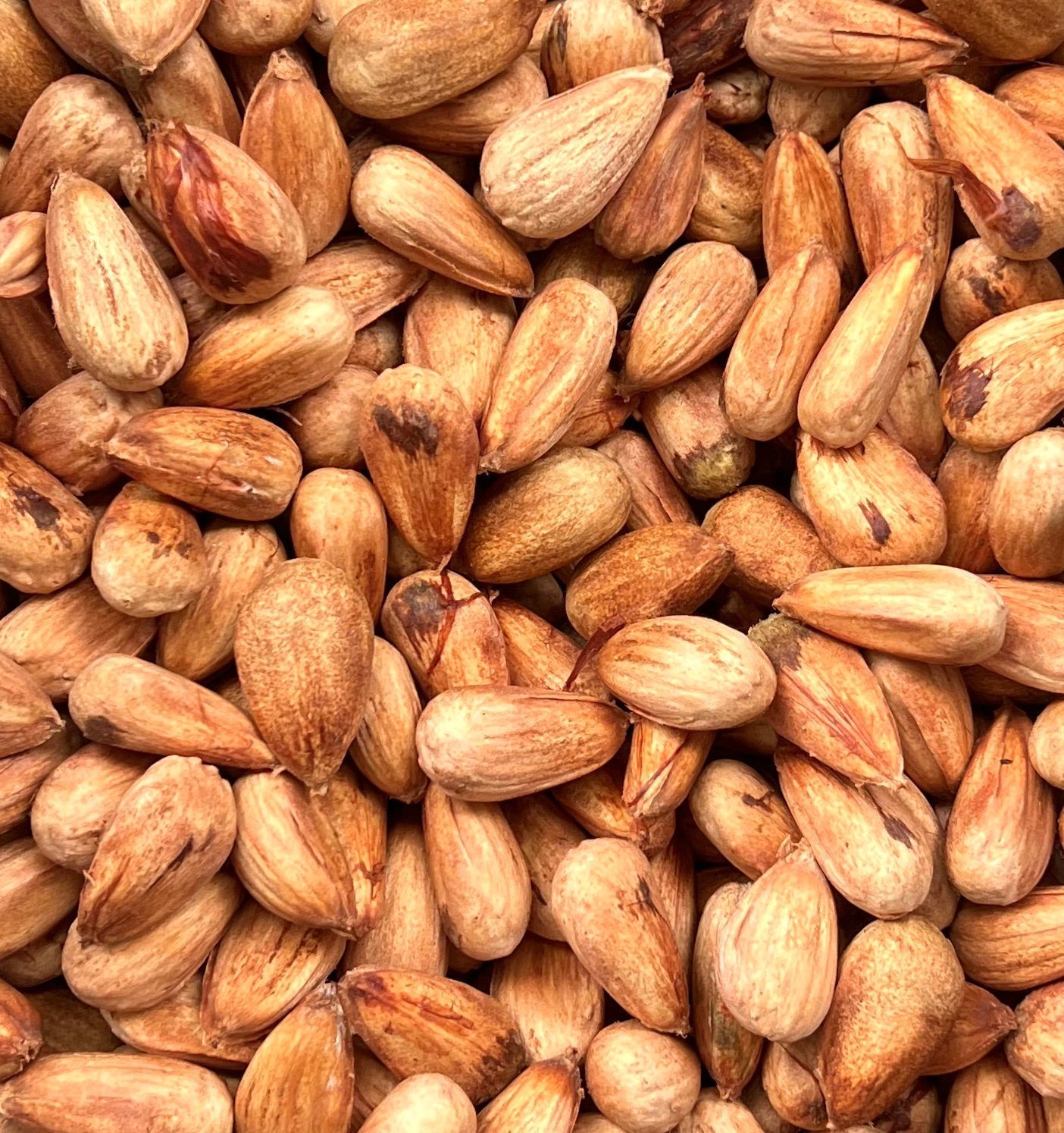 Semi di Araucaria in primo piano, semi commestibili simili a pinoli per piantare e cucinare