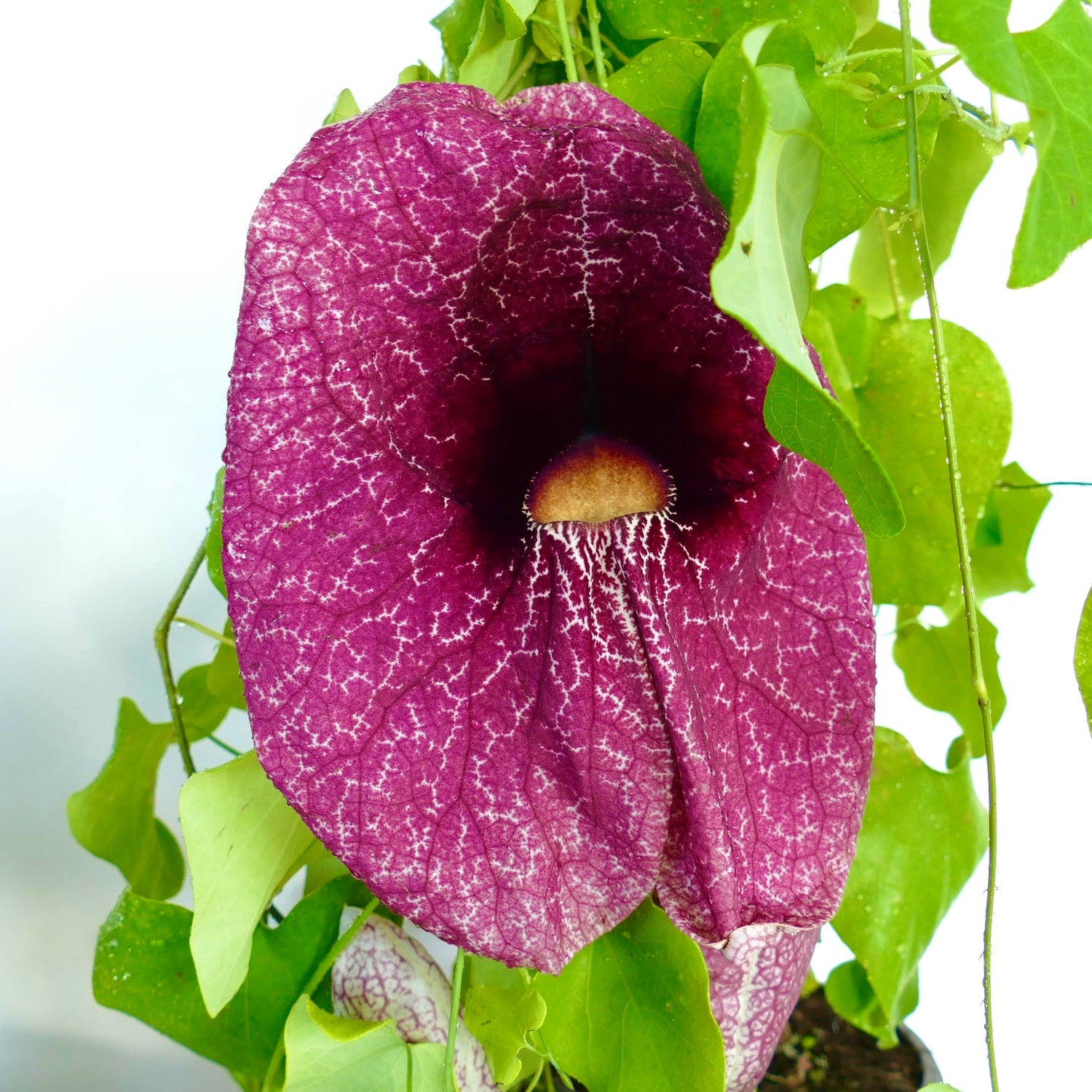 Aristolochia, noto anche come Dutchman's Pipe, grande fiore magenta e foglie verdi